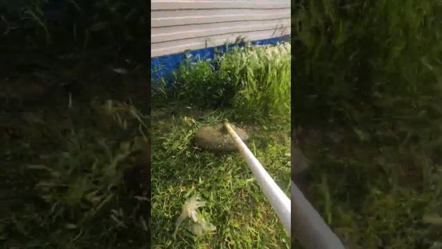 Как часто приходится вам косить траву?