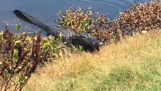 Alligator Eats Turtle at Brazos Bend State Park