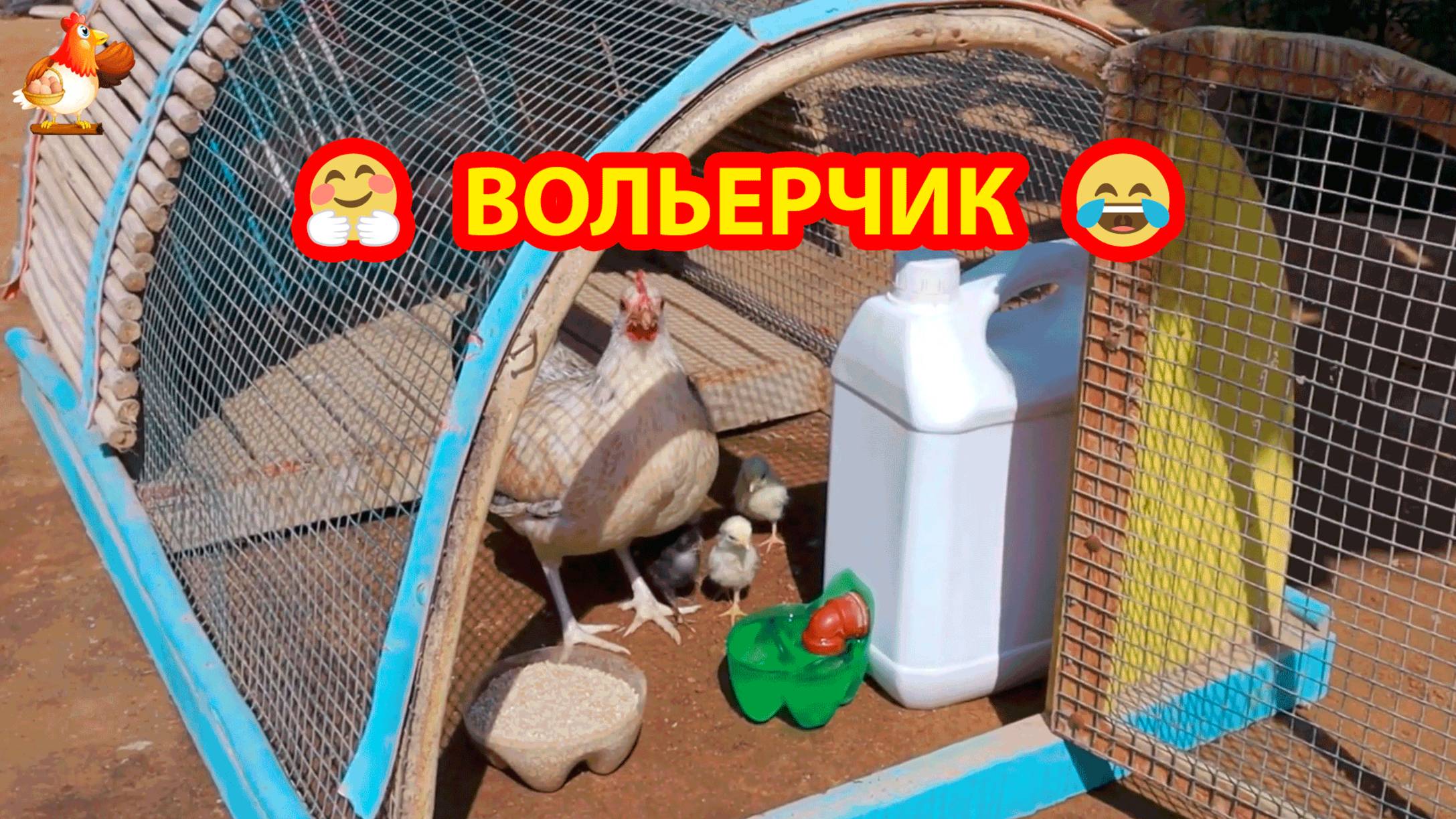 Курица с цыплятами в вольерчике 🐤🐤🐤 Кормление малышей ❣️🤗😍