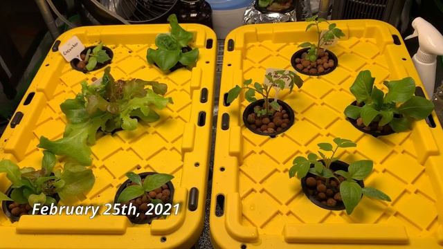 Grow Tent 2021   Episode 1