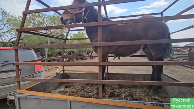 Сколько ожеребилось кобыл. | Табун пасётся круглосуточно на сочной траве.