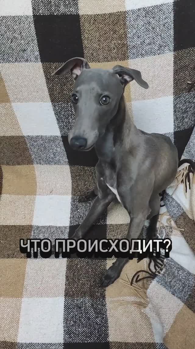 ЧТО ПРОИСХОДИТ?