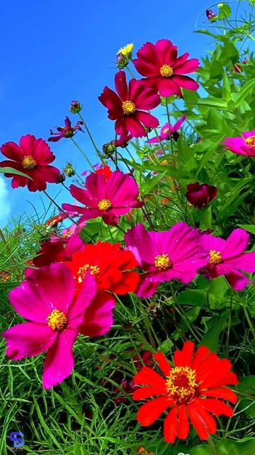 🎑 HD Video wallpaper and Call background. 🎑#top_strix_videosgraphics_abstractart_calligraphy #short