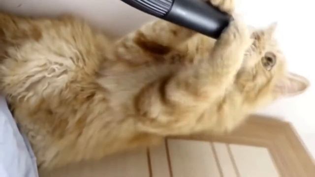 Dubstep Vaccum Cat