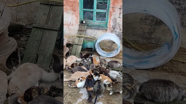 Кошачий домик