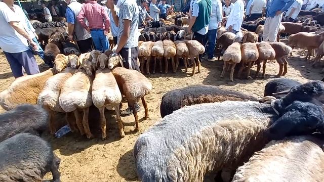 молбозори хучанд нархи гусфандхои кушкор ва солук дар молбозор лайк ва подписаться аз шумо дустон