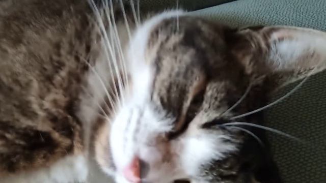Кошке жарко