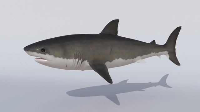 Shark Model