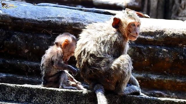 Mom bite me, Sasha bad mom monkey bite Jessie baby cry loudly/Wild Monkey