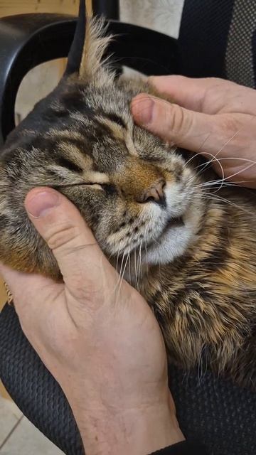 Массаж заказывали?😸