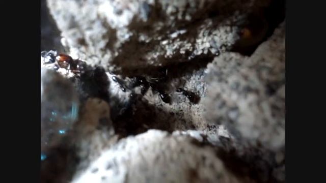 Camponotus noveboracensis in Cavernous Habitat Nest