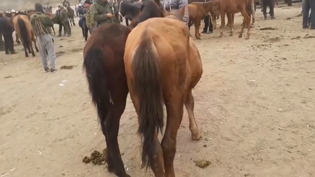 Арловский Тай 130 мин Сом!
Куршаб Мал базары!