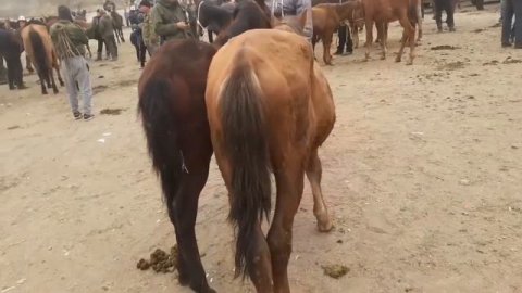 Арловский Тай 130 мин Сом!
Куршаб Мал базары!