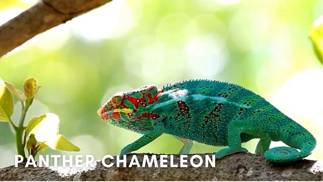 Names of Reptiles Around Us for Kids | Amazing Reptiles | Learn Reptile Names with Real Life Videos