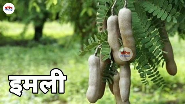 100 आयुर्वेदिक जड़ी-बूटियों के सचित्र नाम || Ayurvedic Herbs Names with Pictures || Jadi Buti