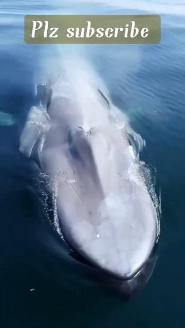 The biggest#bluewhale 200tone weight|pleasesubscribe#shorts#animals#sealife#submarine