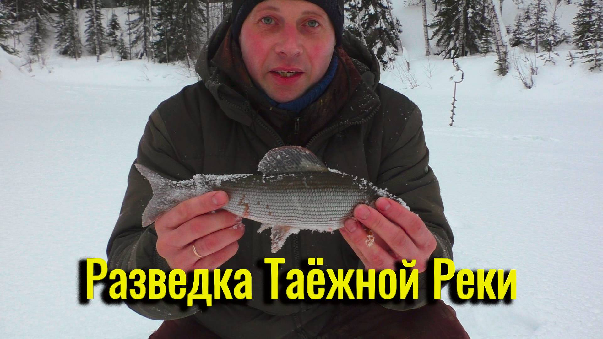 Разведка Таёжной Реки. В Поиске Хариуса. Хариус тут короткий, но толстый. Рыбалка в Коми.