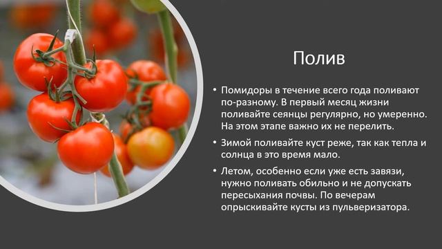 Как вырастить помидоры на подоконнике