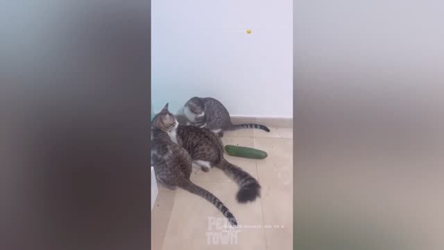 Забавная реакция кошек на огурец