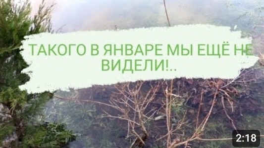 ТАКОГО В ЯНВАРЕ МЫ ЕЩЁ НЕ ВИДЕЛИ!.. 3.01.2023 БЕЛАРУСЬ, ГОМЕЛЬСКАЯ ОБЛАСТЬ.