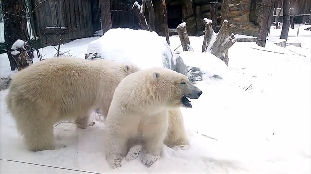 Медвежонок Белка захотела пообщаться 04.02.2025