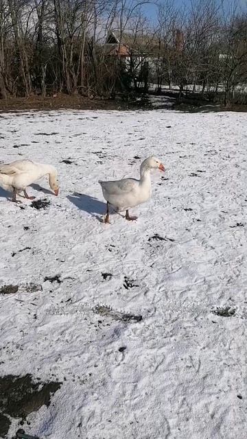 УТКИ ЗАВАЛИЛИ ЯЙЦАМИ