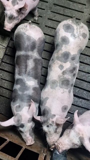 Бомбические поросята  #pig #животные #деревенскаяжизнь #деревня #миллионнасвиньях #топ #ферма#село