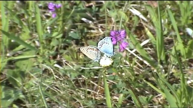 Modrásek černolemý Plebejus argus
