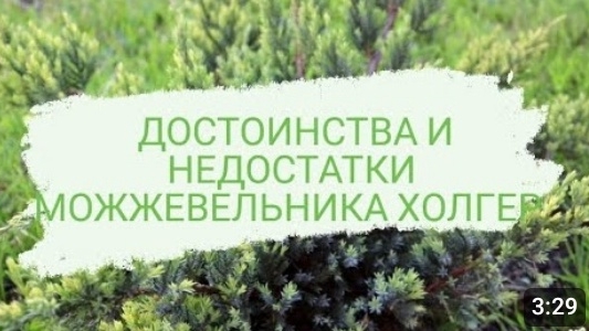 ДОСТОИНСТВА И НЕДОСТАТКИ МОЖЖЕВЕЛЬНИКА ЧЕШУЙЧАТОГО ХОЛГЕР