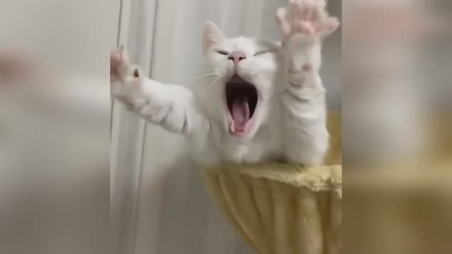 🤣🤣🤣 СМЕШНЫЕ ЖИВОТНЫЕ ЛУЧШИЕ ПРИКОЛЫ С КОТАМИ, СОБАКАМИ, ЖИВОТНЫЕ, СМЕШНЫЕ ВИДЕО