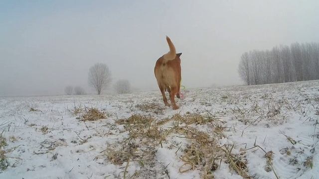мондьоринг апорт