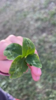 Доча Ксюша нашла пятилистный клевер.