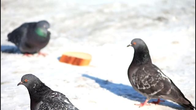 Весна 2015г .юпитер 21м.