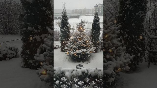 Красивый вид на елочки