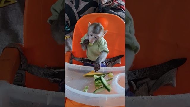 Можно долго наблюдать,как Тоша кушает