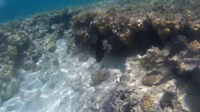 EGYPT 3.díl - koupání v moři - resort Radisson Blu El Quseir.#traveling #egypt#radissonblu #travel