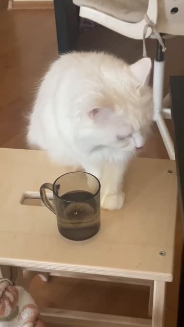 Как ее отучить пить из моей кружки 🤣 #shortvideo #cat #cats #shorts #live