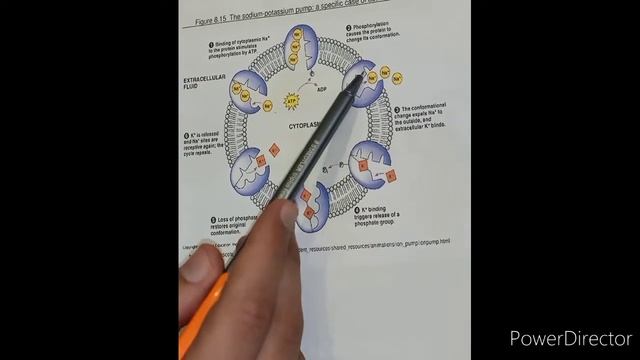 sodium potassium pump