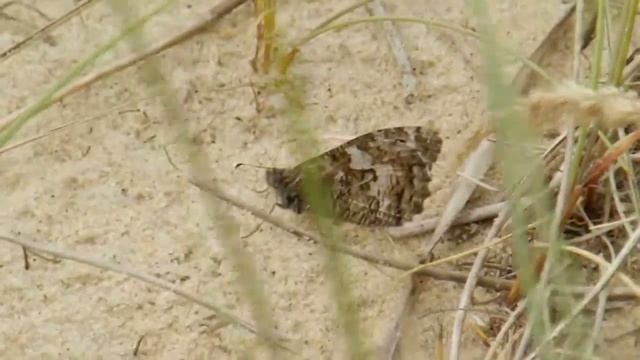 GRAYLING BUTTERFLY 2 - HIPPARCHIA SEMELE