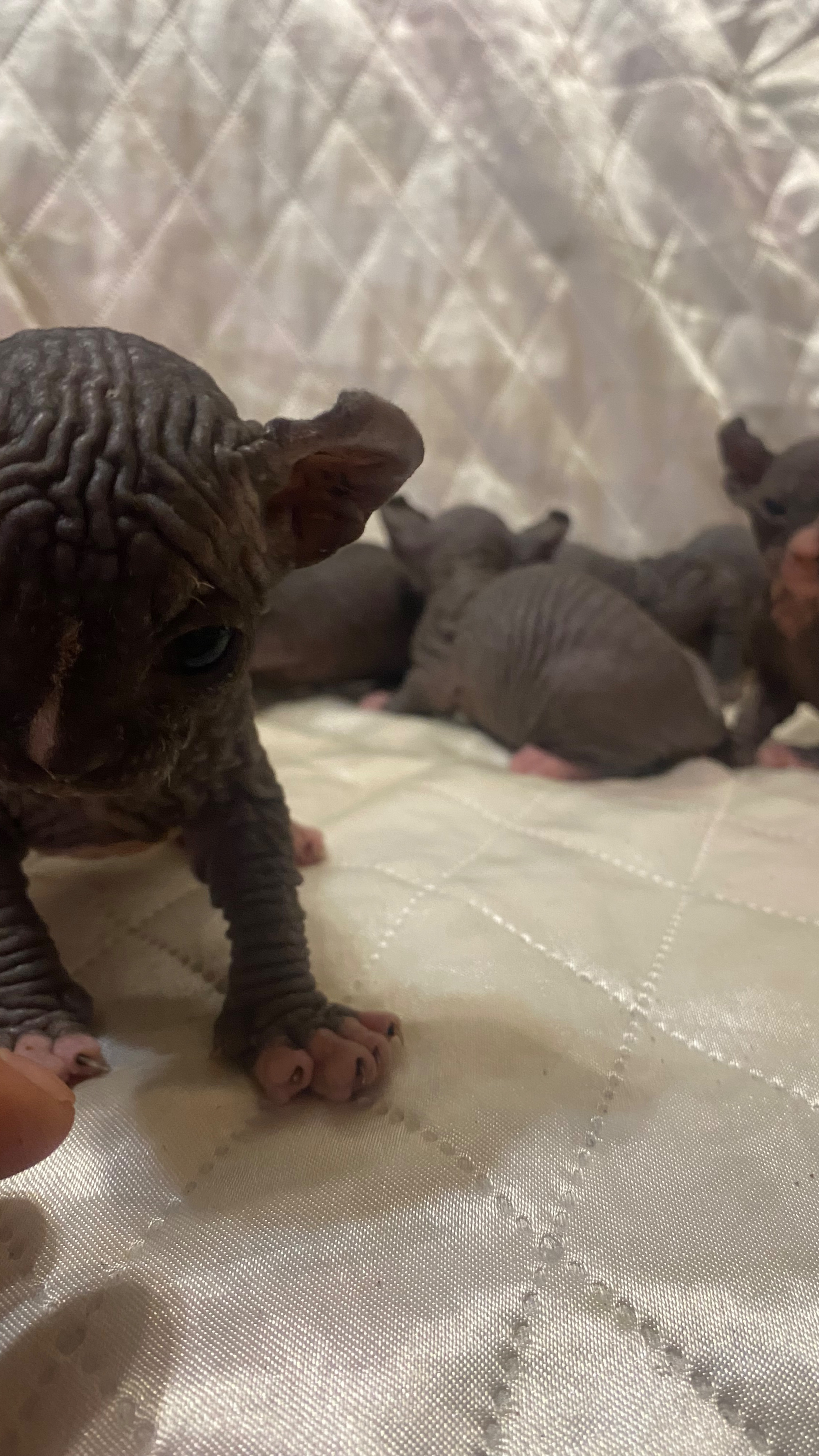 Котята 05 02 25