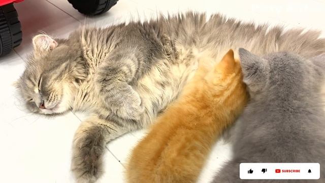 Adopted kitten to mama cat: "You feed me, and I'll give you a massage!"