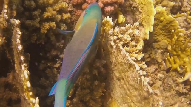 2017-05-06 Egypt, Hilton Marsa Alam - kort