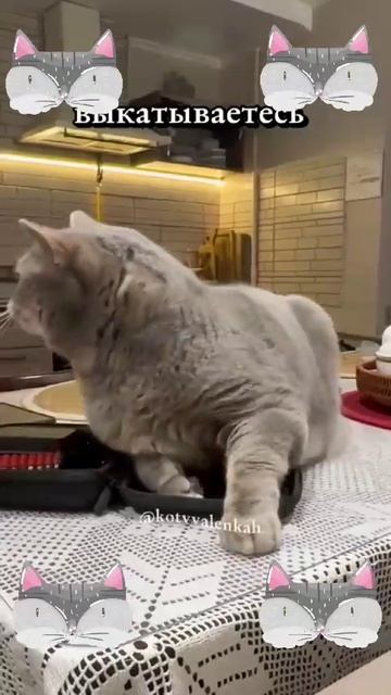 не мешать котэ спать