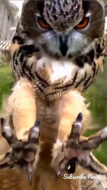 Flight of owl in slowmotion #viralshorts #viralvideo #viralshort #owl #cuteowls #animals