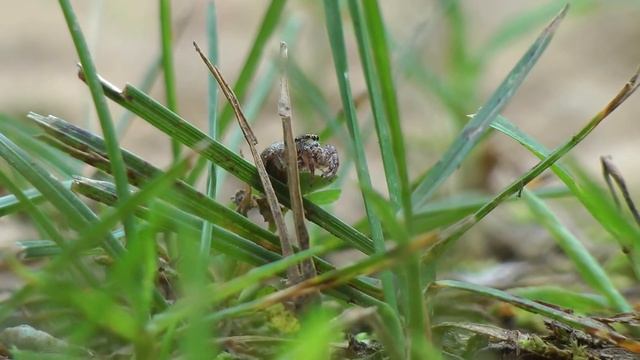 Cute Jumping Spider-Female Pelegrina Proterva