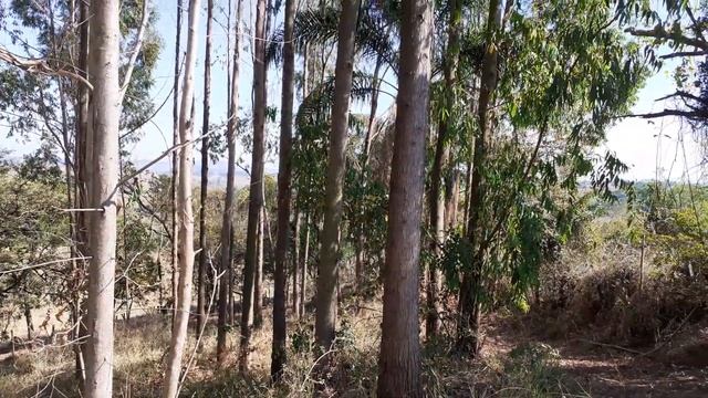 Som da cigarra, canto, barulho da cigarra na natureza, nome científico Cicadoidea, ataca plantação