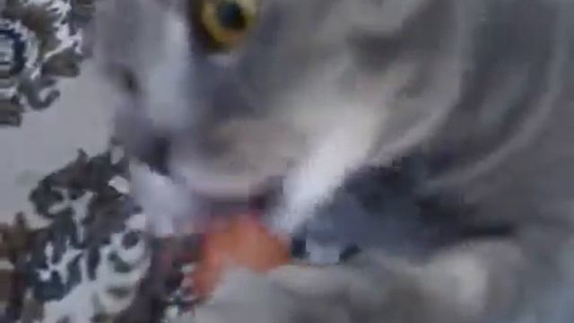 Кот и чупа чупс