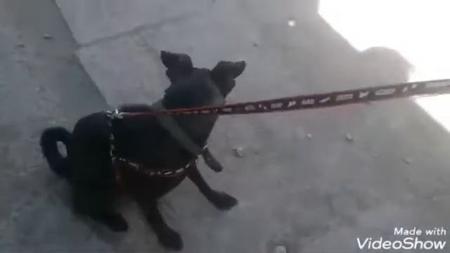 #как научить собаку команду сидеть ? Я показываю свою подругу .