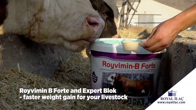 ROYVIMIN B FORTE and EXPERT licking block improve animals' weight gain and feed intake