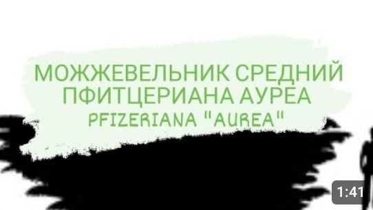 МОЖЖЕВЕЛЬНИК СРЕДНИЙ ПФИТЦЕРИАНА АУРЕА. PFIZERIANA "AUREA"